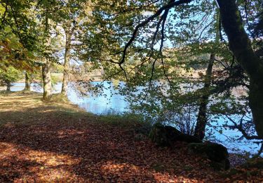 Trail Walking Saint-Sylvestre - Grandmont-Les Sauvages réduit 3,5 km - Photo