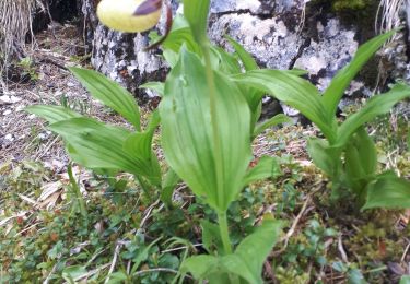 Trail Walking Saint-Pierre-d'Entremont - Le Grand Manti en circuit partiel - Photo