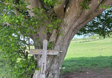 Tour Wandern Marche-en-Famenne - Grimbiemont - Photo