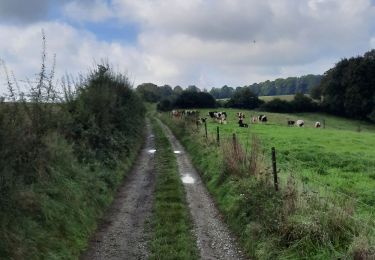 Trail Horseback riding Walcourt - Mertenne-bois de Pry - Photo