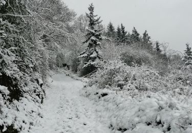 Tocht Te voet Lorch - Rundwanderweg Lorch 9 - Photo