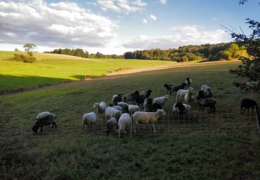 Percorso Marcia Virton - Sentier des Dragons  -  Marche_4kms - Photo