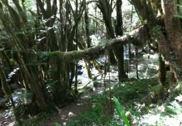 Tocht Stappen Asque - 2019-06-26 vallée de l'Arrose - petite Amazonie - baronie - Photo