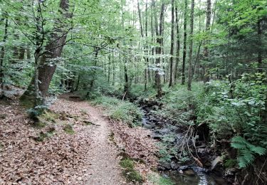 Tocht Stappen Saint-Hubert - Marche ADEPS Awenne - Photo