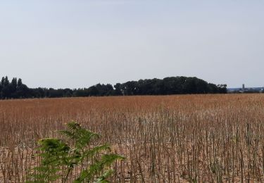 Trail Walking Médréac - GR_37_CA_35_Medreac_Montauban-Bretagne_20220717 - Photo