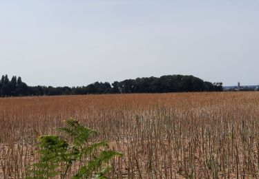 Randonnée Marche Médréac - GR_37_CA_35_Medreac_Montauban-Bretagne_20220717 - Photo