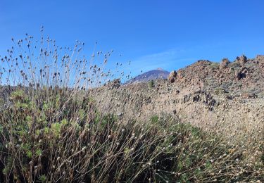 Tocht Stappen Los Realejos - Portillo to Fortaleza and beyond - Photo