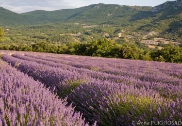 Tour Wandern Roche-Saint-Secret-Béconne - Roche-Saint-Secret-Beconne : Serre des Vignes. 13km. - Photo