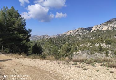 Trail Nordic walking Allauch - mourre - Photo