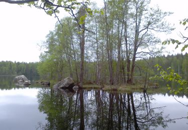 Excursión A pie Joutsa - Mäyränkierros - Photo