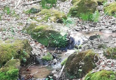 Tour Wandern Reinhardsmünster - table des Géants  - Photo