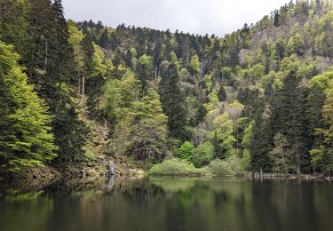 Tour Wandern Sondernach - 2023-05-19 Marche Schnepfenried vers Lac du Fischboedle - Photo