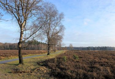 Excursión A pie Heerde - Dellen wandeling - Photo