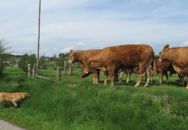 Trail On foot La Roche-en-Ardenne - 3. Les Hatilles - Photo