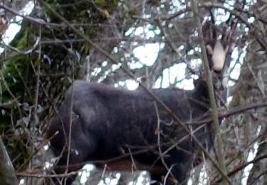 Randonnée Marche Brison-Saint-Innocent - La Chambotte-2021-02-08 - Photo