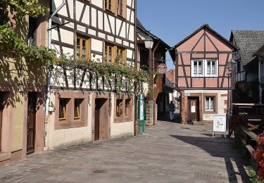 Trail On foot Annweiler am Trifels - Kaiser-Friedrich-Weg - Photo