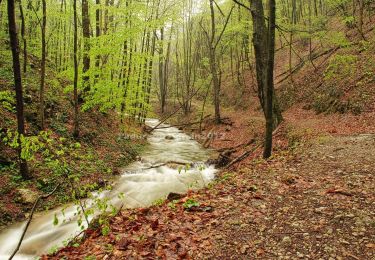 Tour Zu Fuß Sasca Montană - Sasca Montană – Cascada Șușara – Cărbunari (blue plus) - Photo