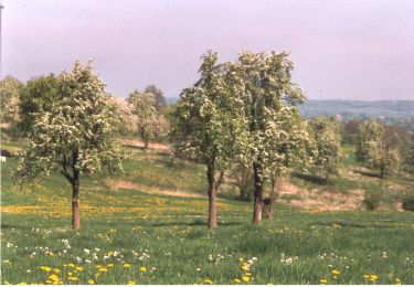 Trail Walking Herve - WATER TREK - Le Parcours des Vergers - 13. HERVE - VAL-DIEU - Photo