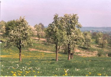 Tocht Stappen Herve - WATER TREK - Le Parcours des Vergers - 13. HERVE - VAL-DIEU - Photo