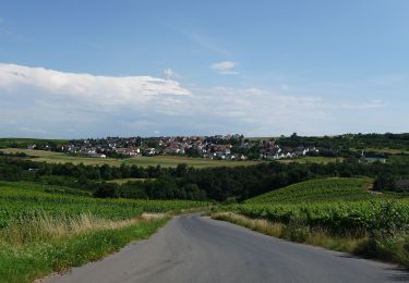 Excursión A pie Waldalgesheim - Rhein-Nahe-Schleife - Photo