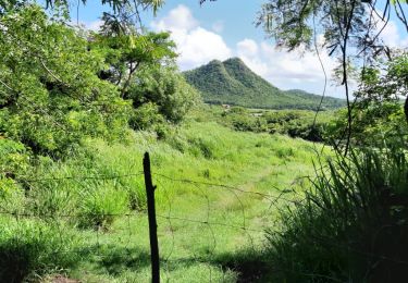 Tour Wandern Sainte-Anne - Cap Chevalier vers la pointe-Marin - Photo