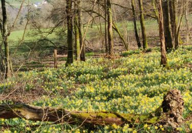 Tour Wandern Rochefort - han sur lesse - Photo