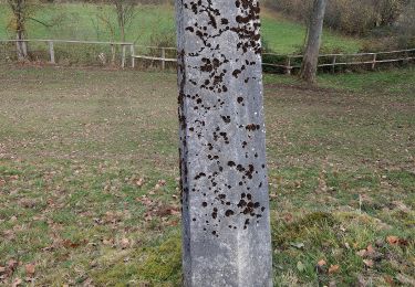 Percorso A piedi Stavelot - 4. Promenade de l'Ecureuil - Photo