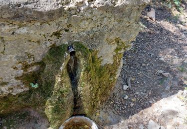 Trail On foot Auriol - le tuny par le plan d'aups - Photo