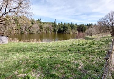 Tour Wandern Aydat - Puy de Vichatel - Photo