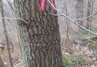 Tour Wandern Grez-Doiceau - 31 janvier 2020 archennes foot - Photo