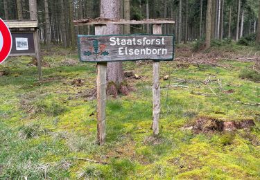 Tour Wandern Büllingen - Rocherath (Rocher de Bieley) 12 Km - Photo