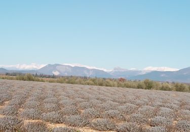 Trail Walking Valensole - valensole. Le tour du.bois d arlane - Photo