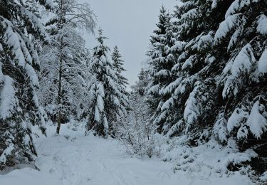 Trail Walking Stavelot - A la découverte de Hockai 🥾 - Photo