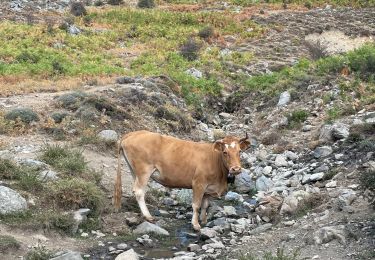 Tour Wandern Pie-d'Orezza - San petrone au col - Photo