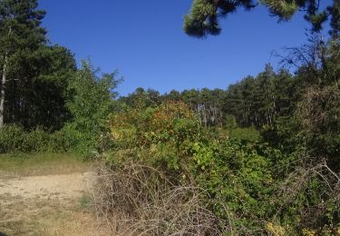 Trail Mountain bike Meursault - VTT a meursault - Photo