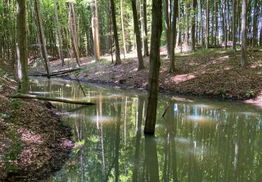 Trail Walking Halle - Tour du Bois de Halle - Photo