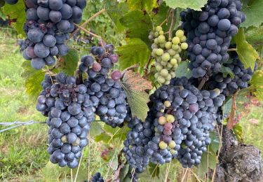 Randonnée Marche Rosnay - Les Vignes et la Vallée de l'Yon - N°15 - Photo