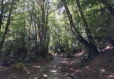 Tocht Stappen Erro - Compostelle - Camino Frances : J3 de Espinal à Zabaldika - Photo