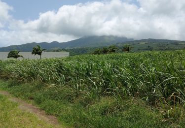 Trail Walking Saint-Pierre - Boucle CDST - Distillerie Depaz - Photo