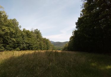 Percorso Marcia Sentheim - Sentheim - Col du Schirm - Buissonniers - Kohlberg - Photo