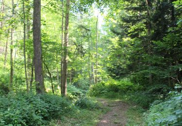 Randonnée A pied Leutschach an der Weinstraße - Urkräuterweg am Remschnig - Photo