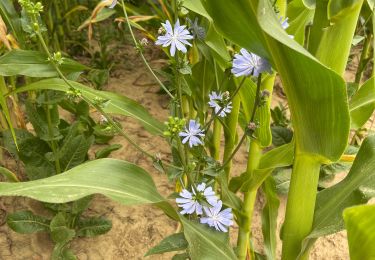 Tour Wandern Incourt - Opprebais a - Photo