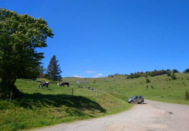 Excursión Senderismo Luttenbach-près-Munster - Autour du Petit Ballon et ses fermes auberges - Photo