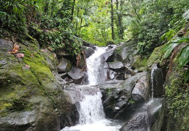 Percorso Marcia Capesterre-Belle-Eau - cascades carmichaël - Photo