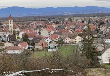 Trail Walking Rixheim - Rixheim - Photo
