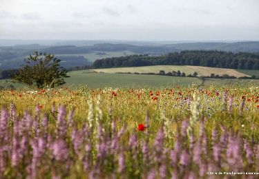 Trail Walking Marche-en-Famenne - Walk through the Hedrée valley - Photo