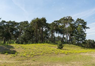 Percorso A piedi Viernheim - Rundwanderweg Viernheim Lampertheimer Straße 2: Wildbrandschneisen-Weg - Photo