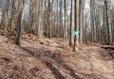 Excursión A pie Freudenberg - Rundwanderweg Boxtal, Bo2, Hossert-Weg - Photo