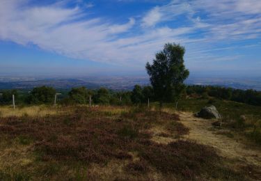 Tocht Stappen Chanat-la-Mouteyre - La Croix de Ternant (02) - Photo
