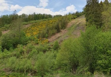 Excursión Senderismo La Roche-en-Ardenne - samrée - Photo